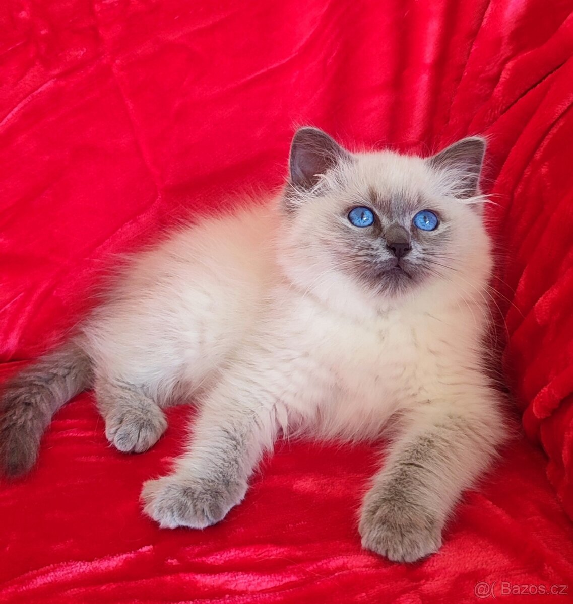 Ragdoll koťátka