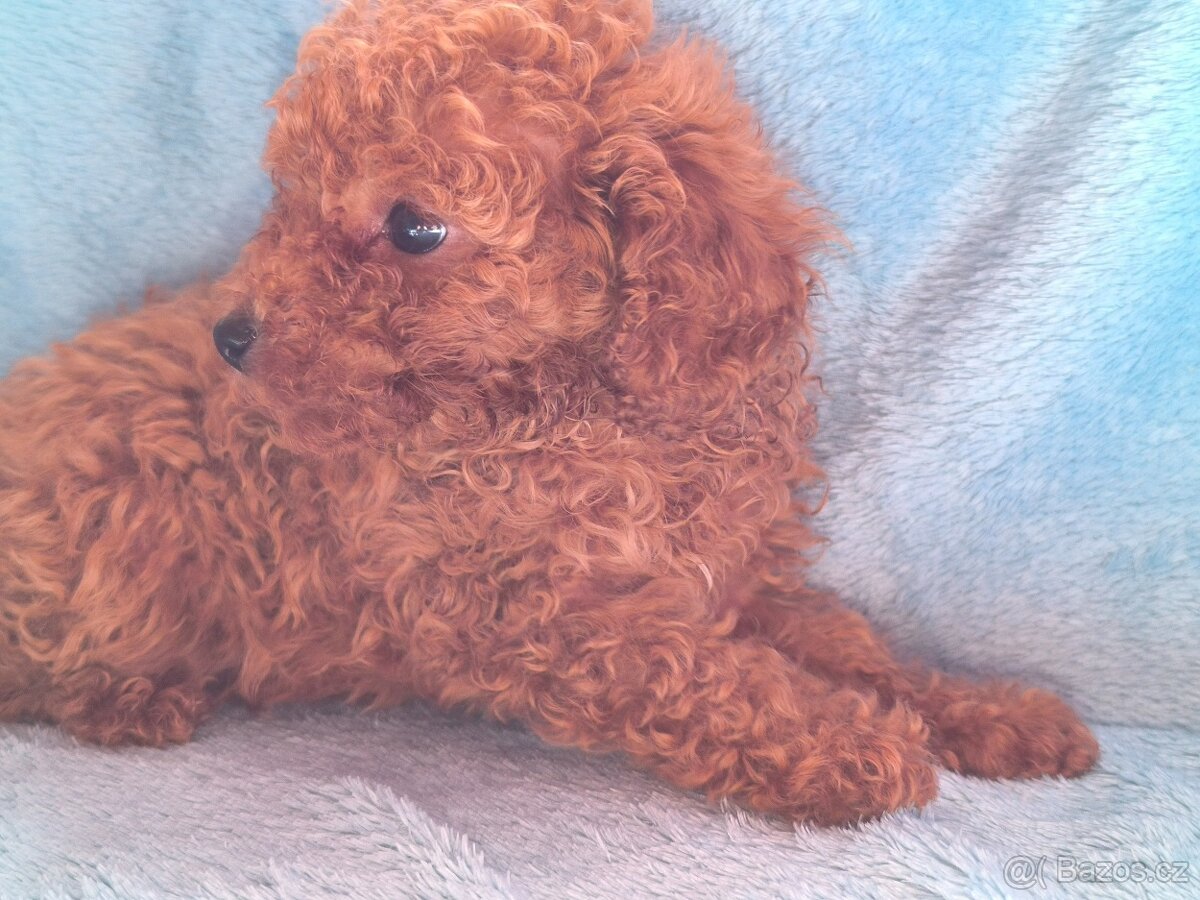 Pudl toy , pudlík, poodle toy s pp