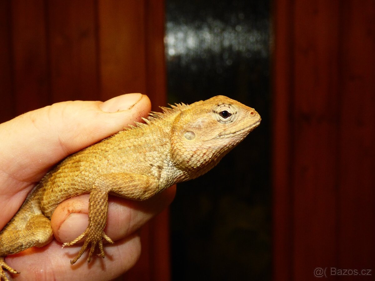 Lepoještěr pestrý (Calotes versicolor) 1,0