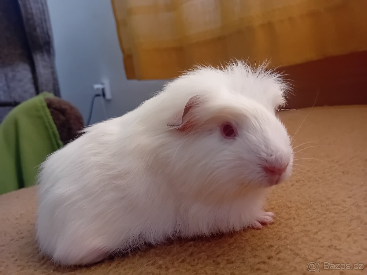 Morče