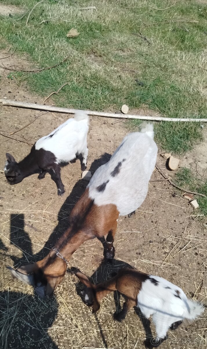 Holandská zakrslá koza