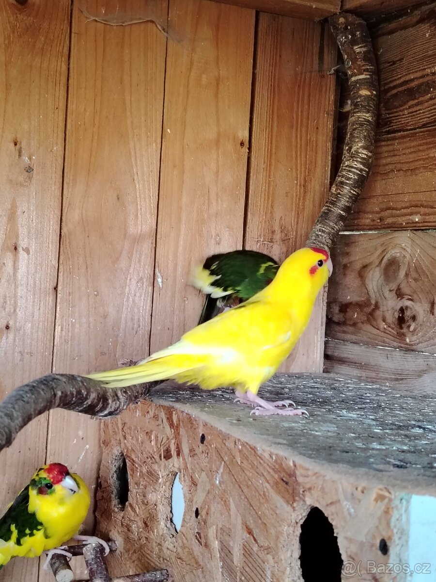 Kakarik