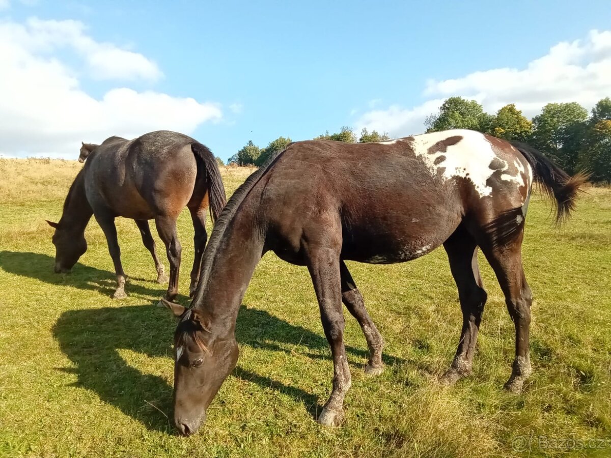 Appaloosa klisna