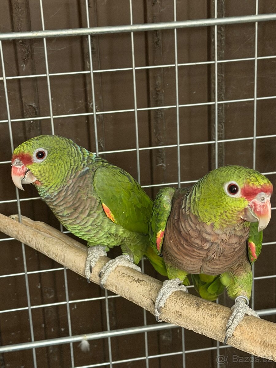 Amazoňan vínorudý