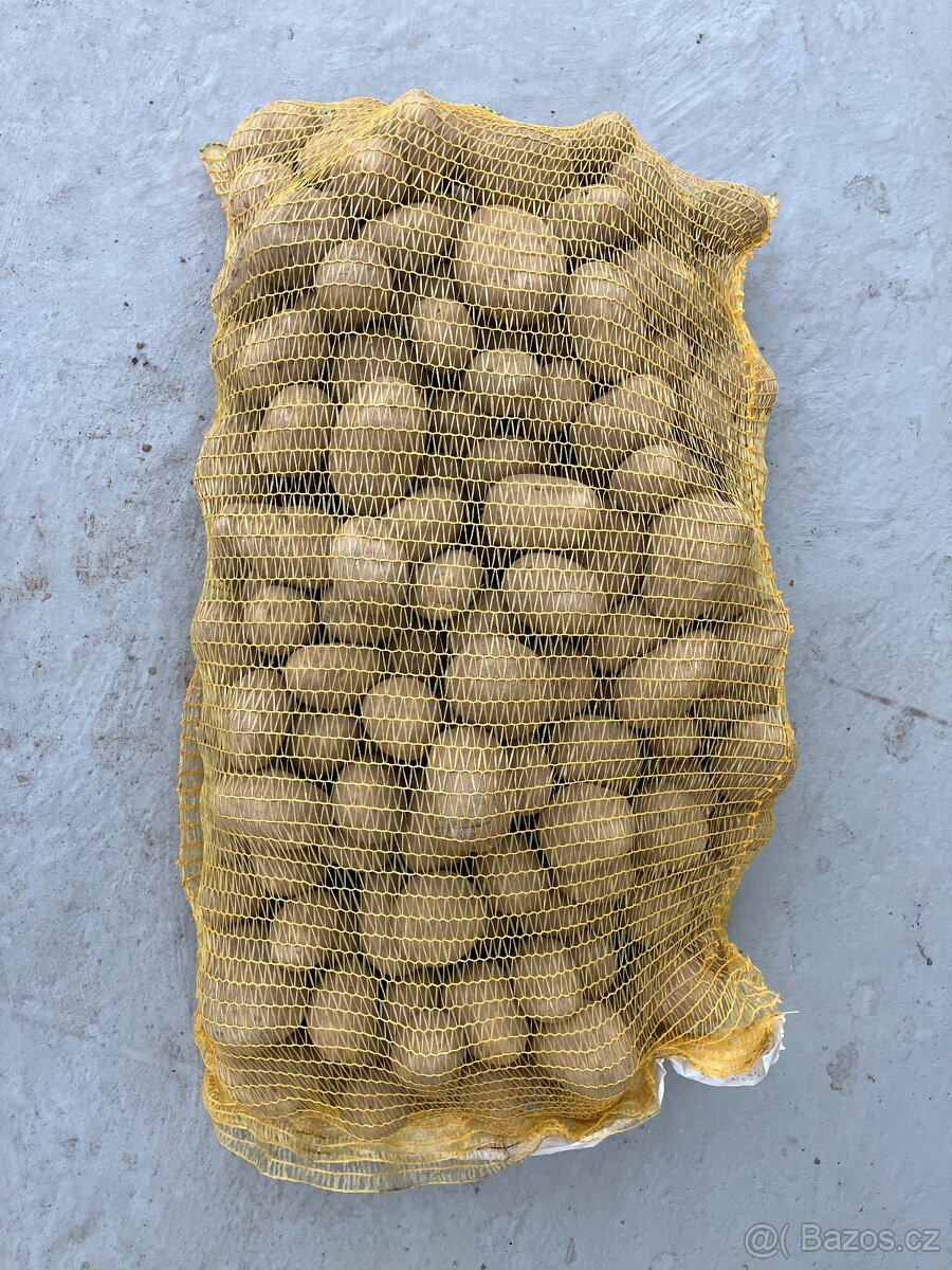 Konzumní brambory na uskladnění.