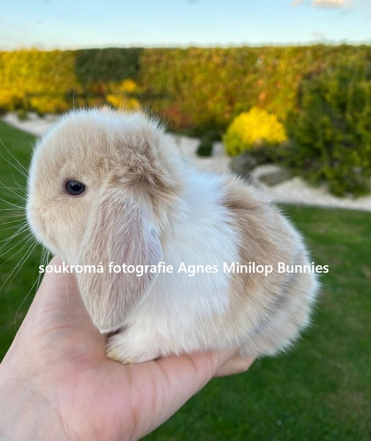 Minilop zakrslý králík doprava po celé ČR