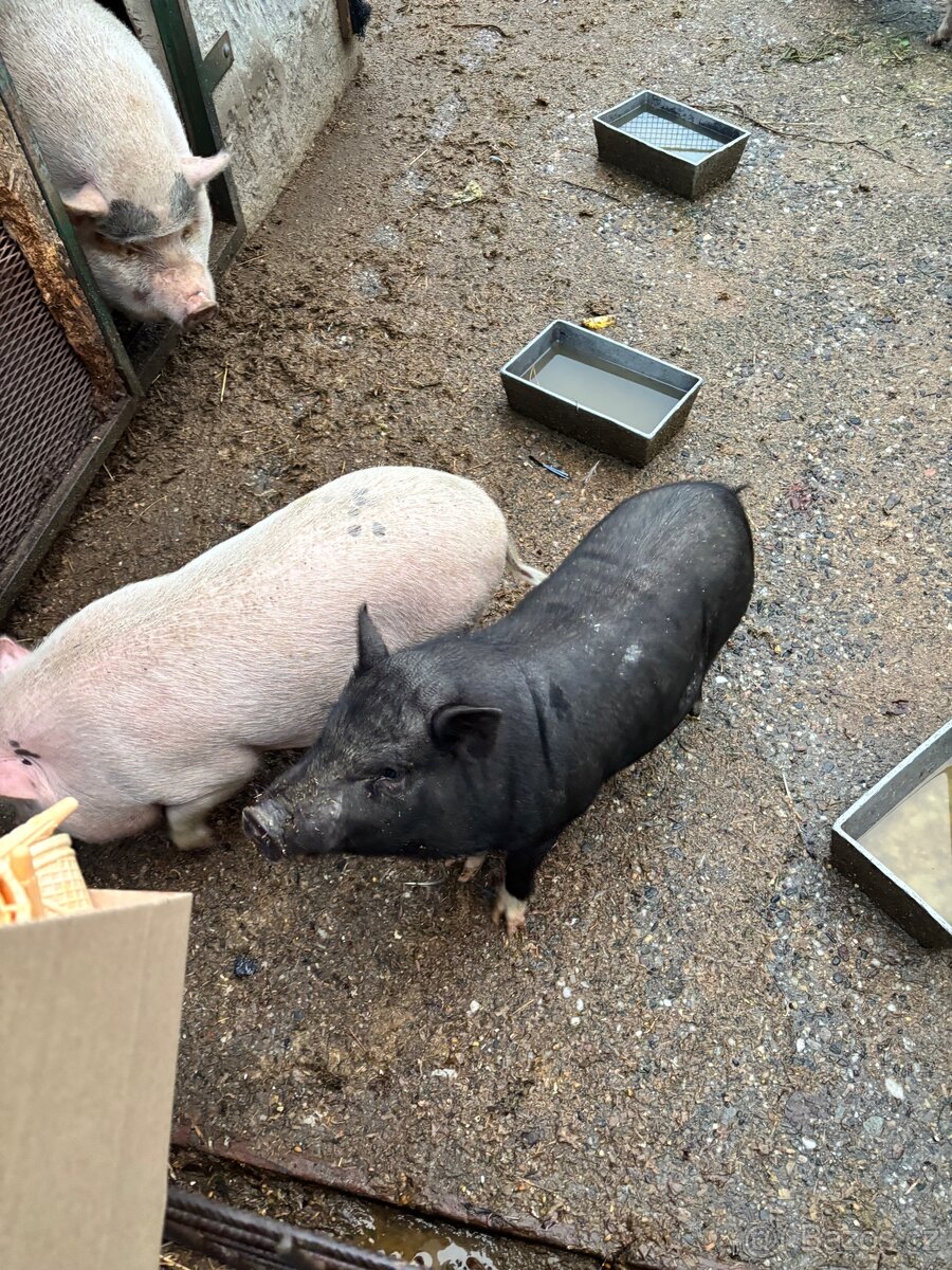 Göttingenské miniprasátko