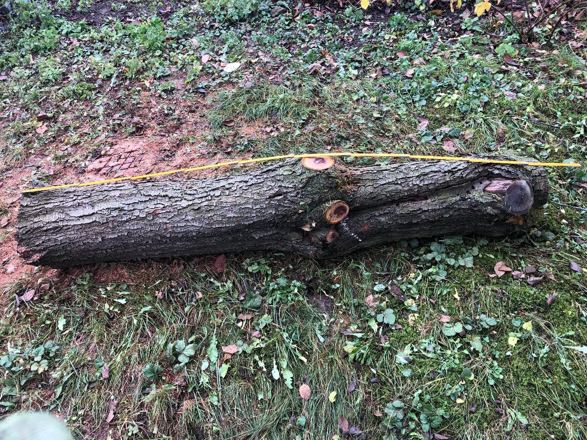 Prodám kmen švestky - vhodné pro řezbáře nebo stolaře