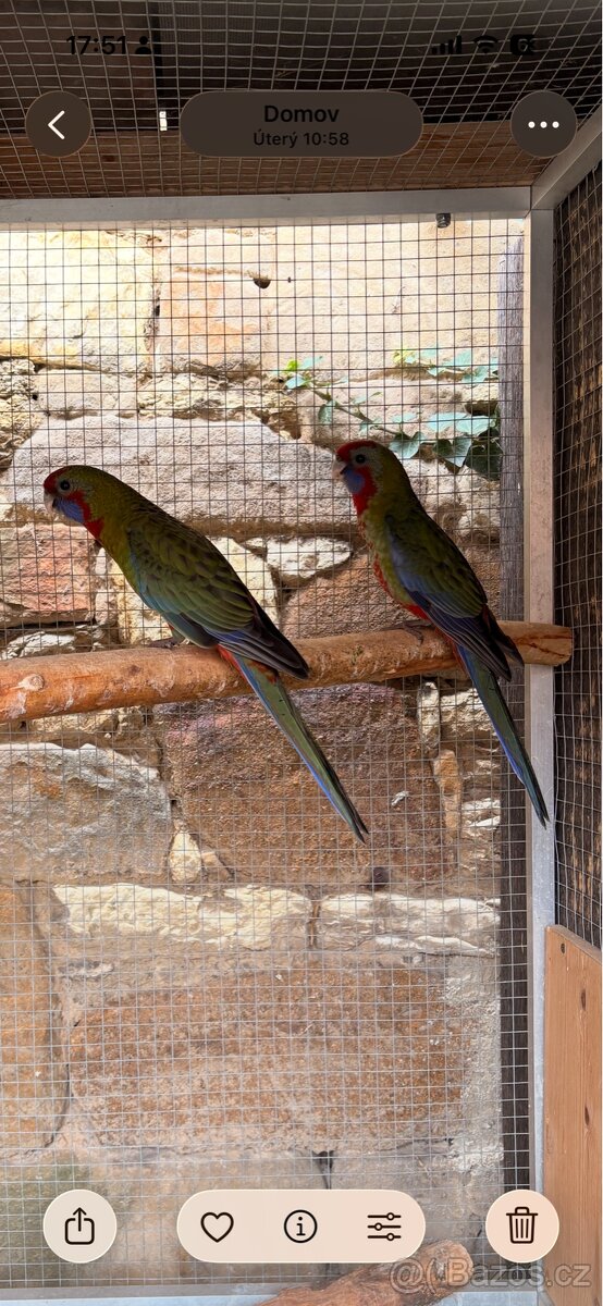 Rosela Penant letošní.