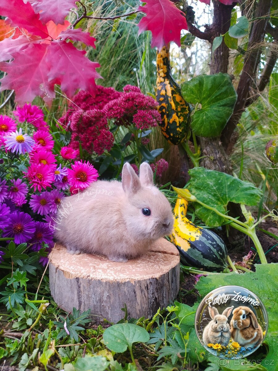 Zakrslí králíčci ze Znojma