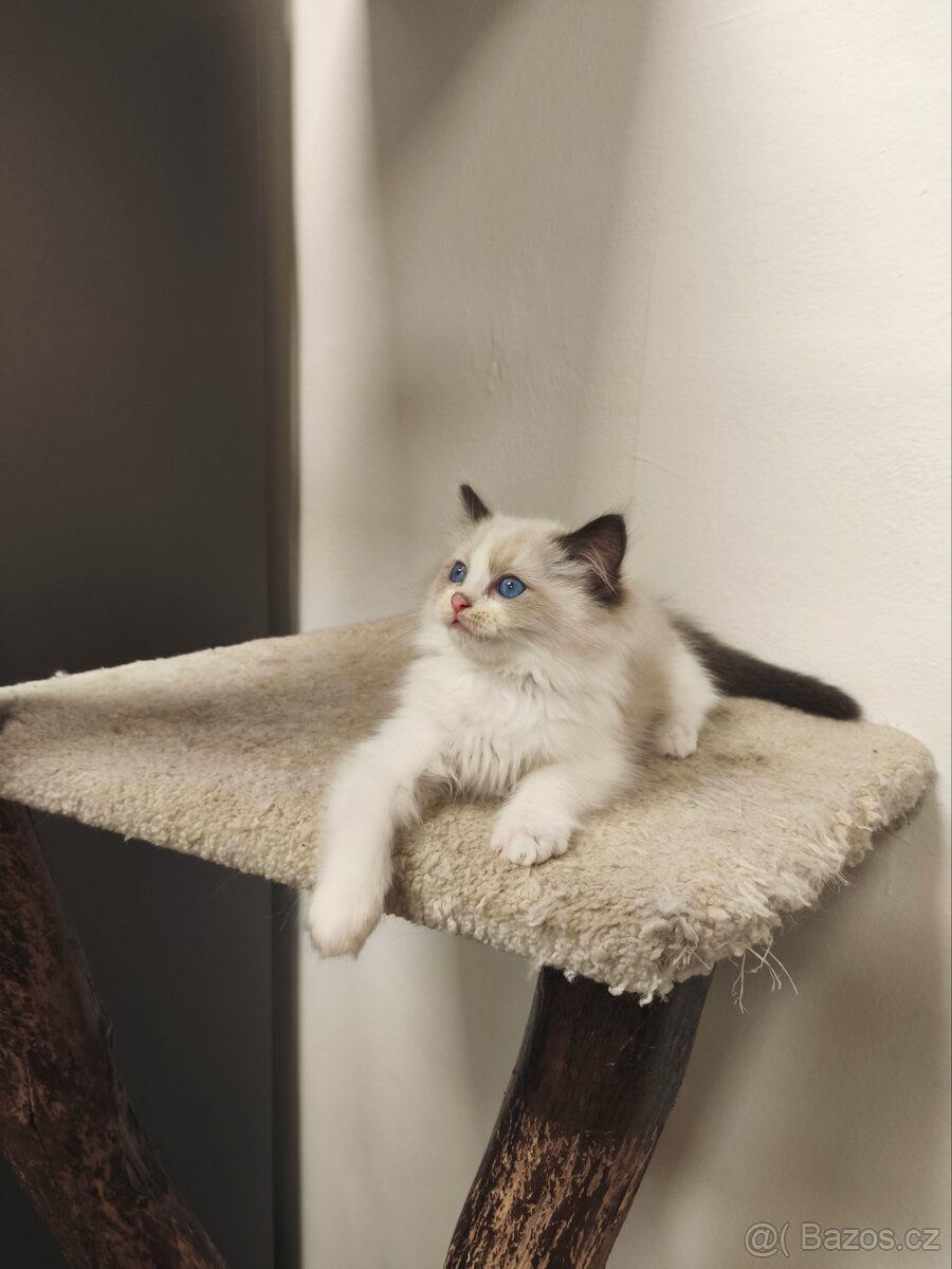 Ragdoll s průkazem původu