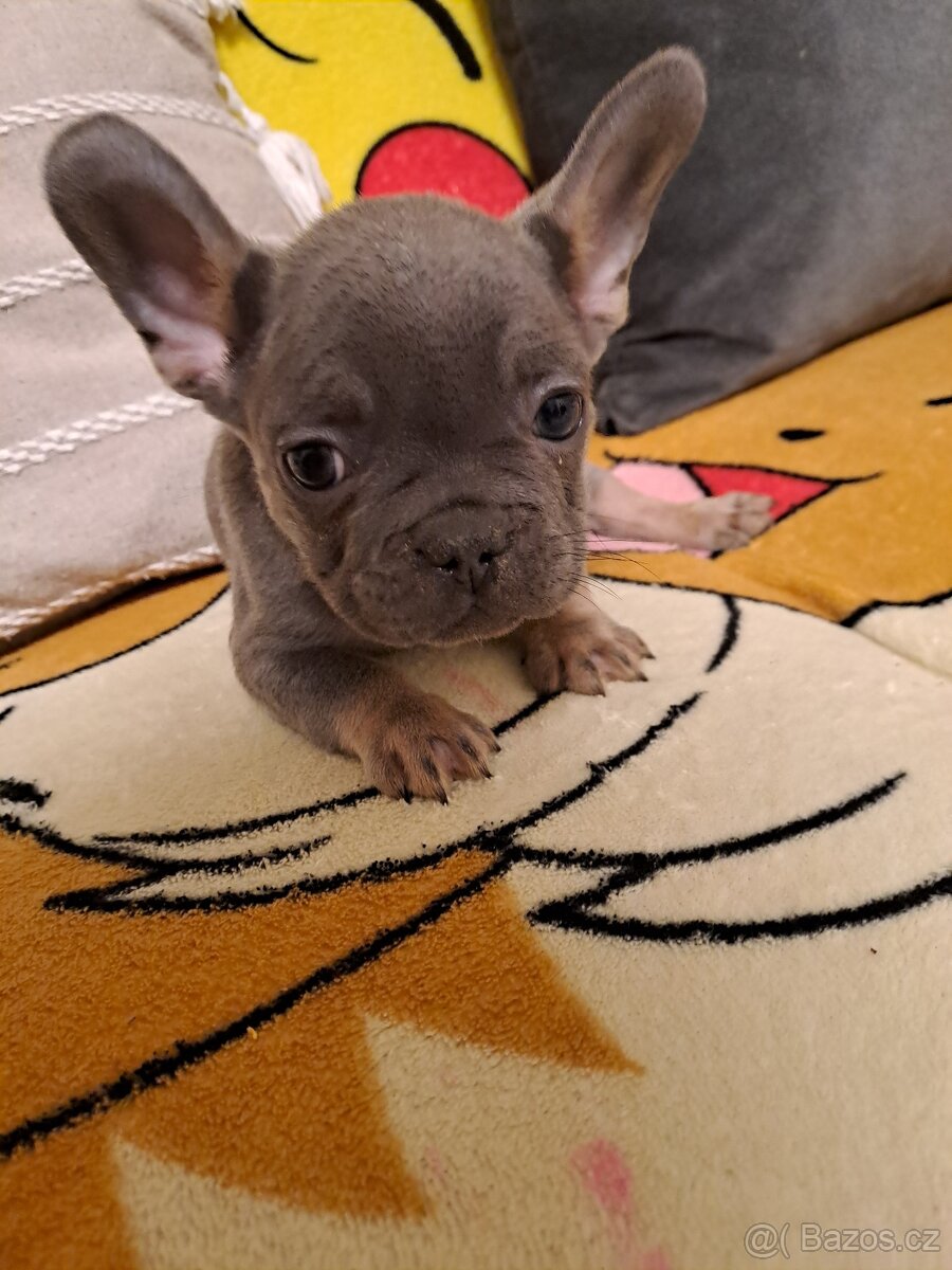 Francouzský buldoček