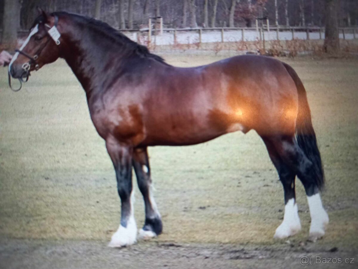 Welsh pony of cob type - připouštění