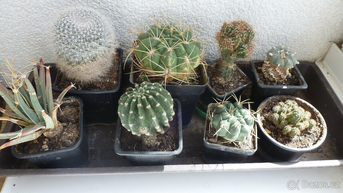 kaktusy i mrazuvzdorné