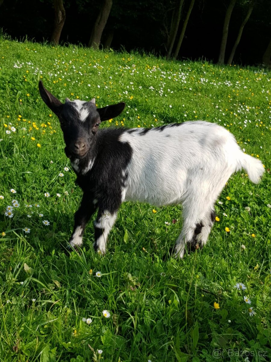 Holandská zakrslá koza