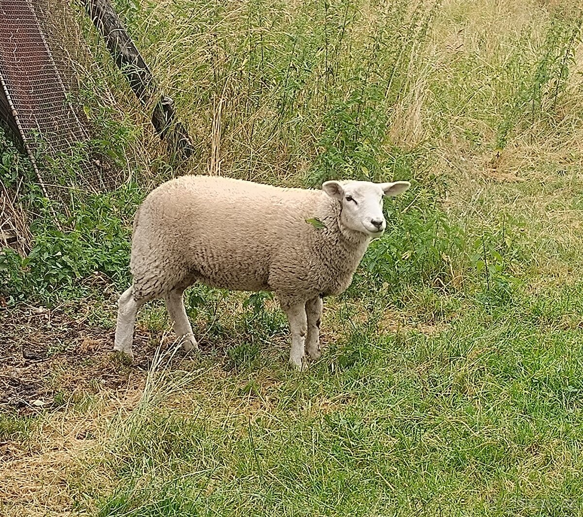 Letošní jehnice Texel