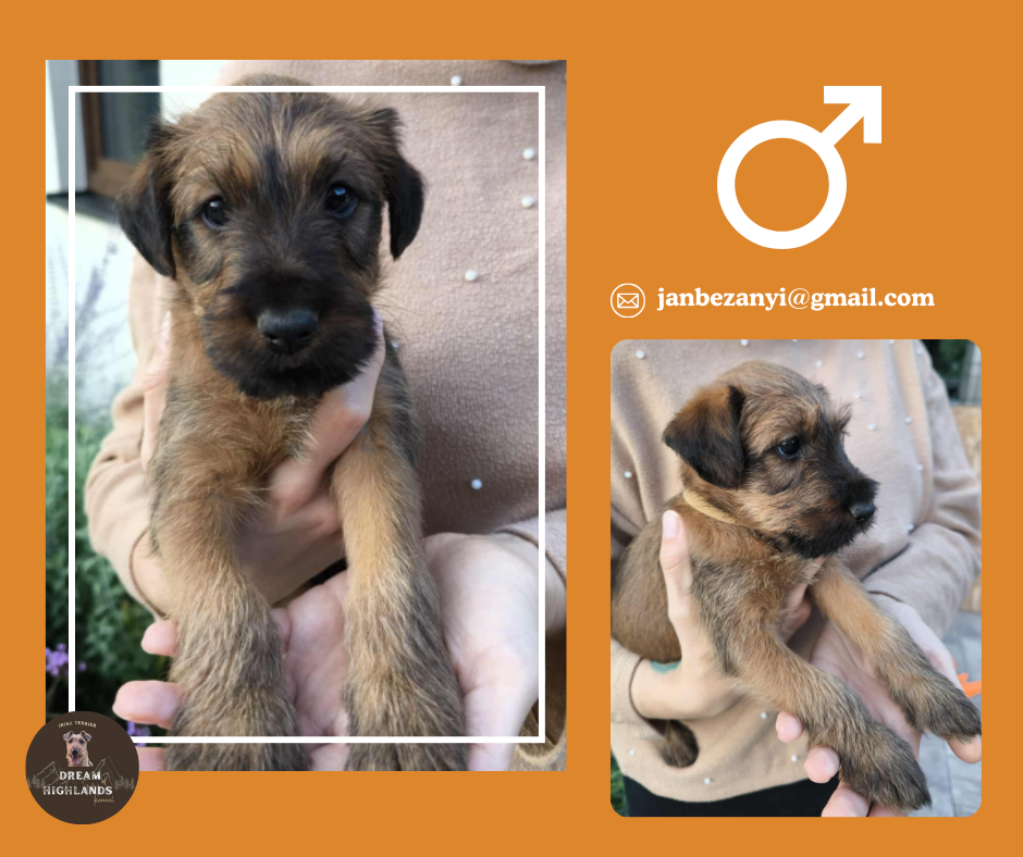 Írsky teriér šteniatka - rezervácia