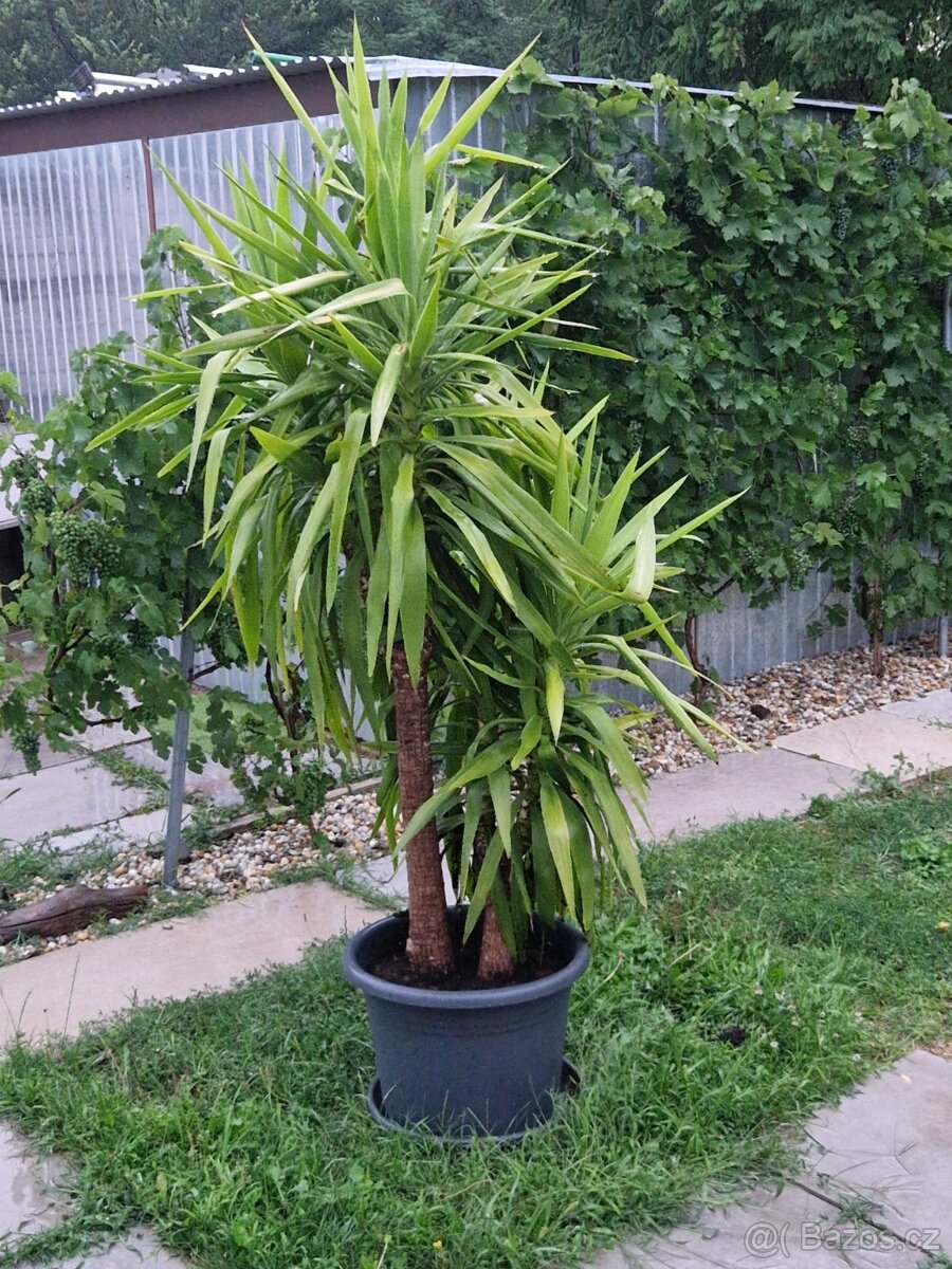 Juka obrovská 220 cm vysoká.