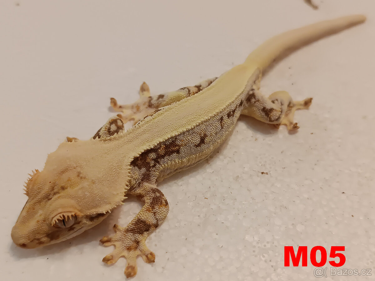 Pagekon řásnatý  Samci a Samice