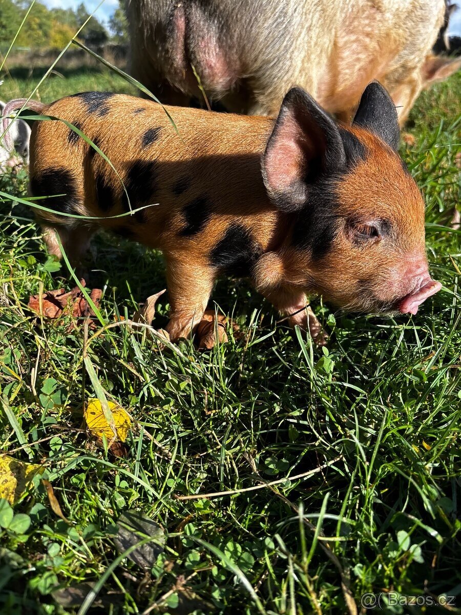 Kune kune