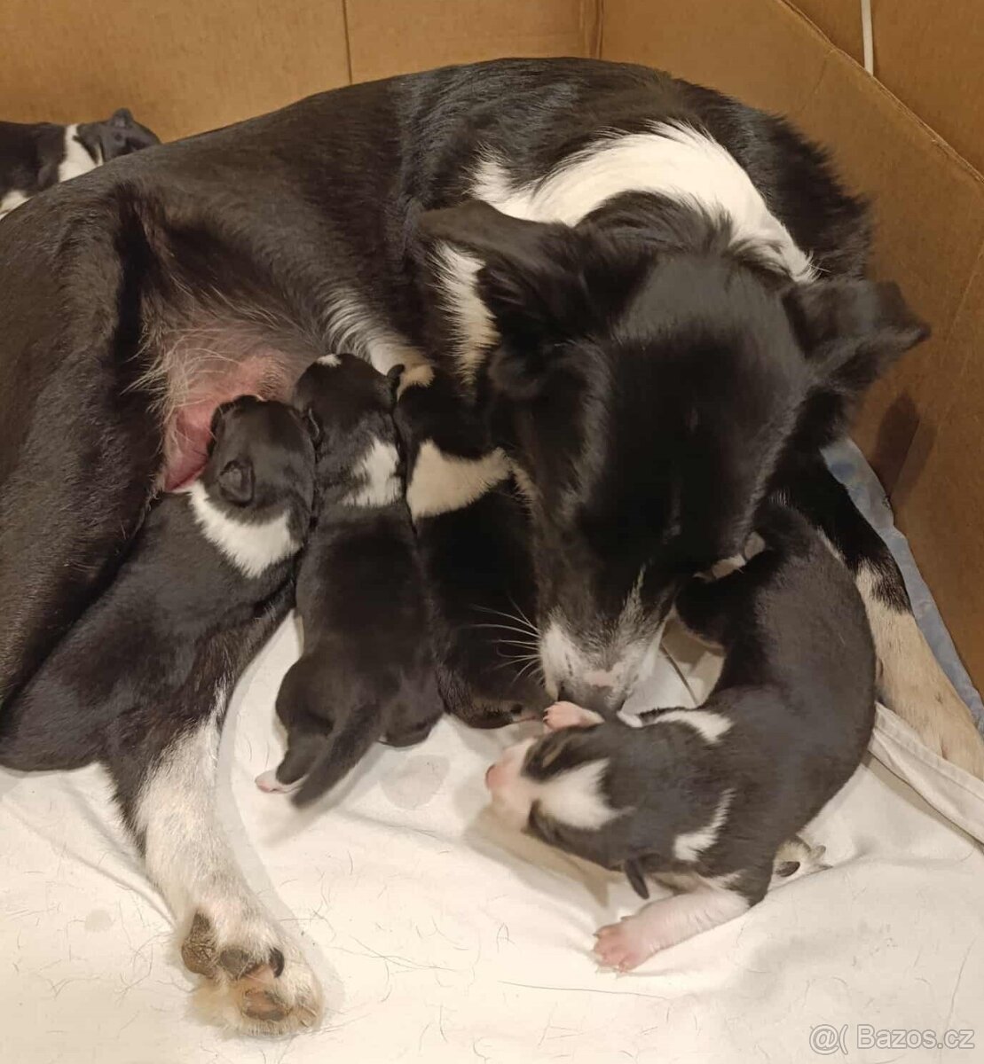 Border kolie - štěňátka s PP