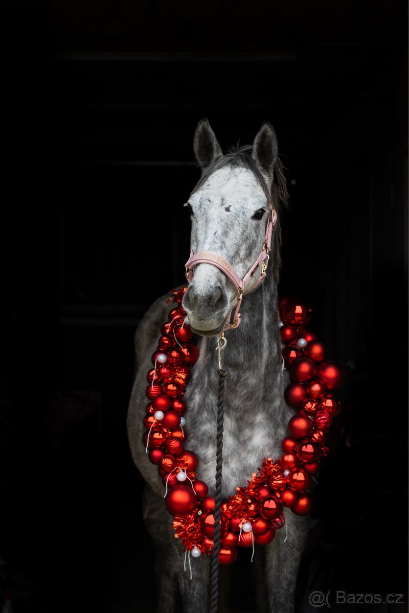 Pronajem úžasné šimličky