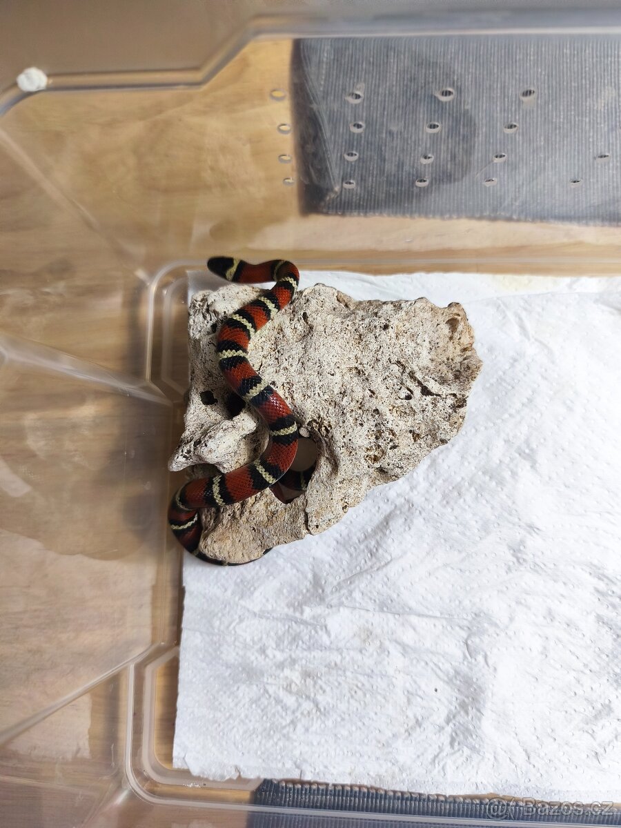 Korálovka Ruthvenova