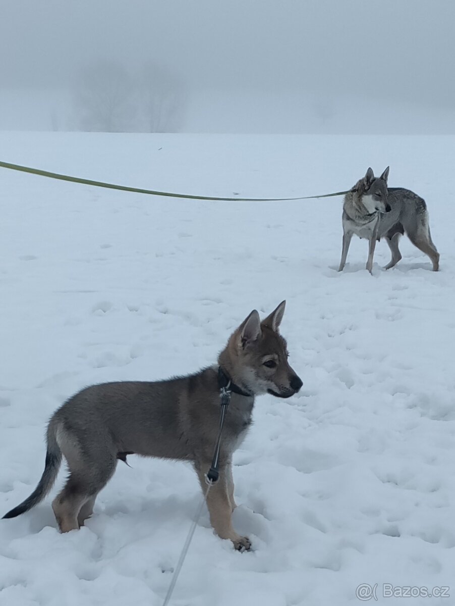 Československý vlčák - štěně s PP