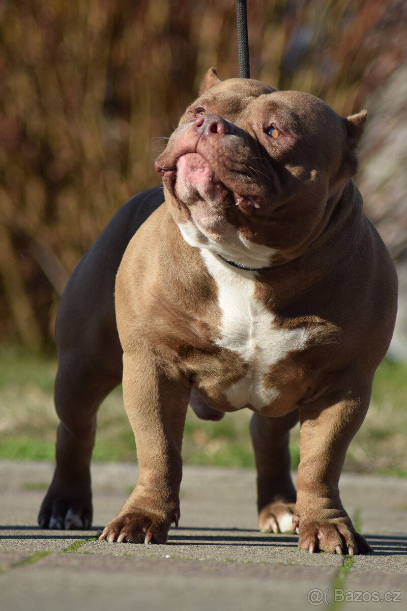 American bully pocket - krytí