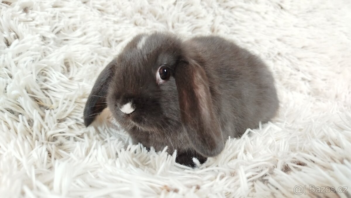 Zakrslý beránek, králíček, králík - DAN
