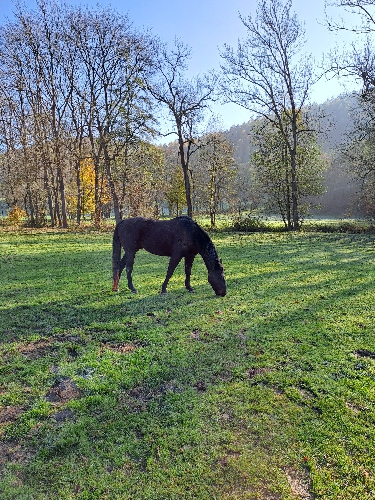 Společník
