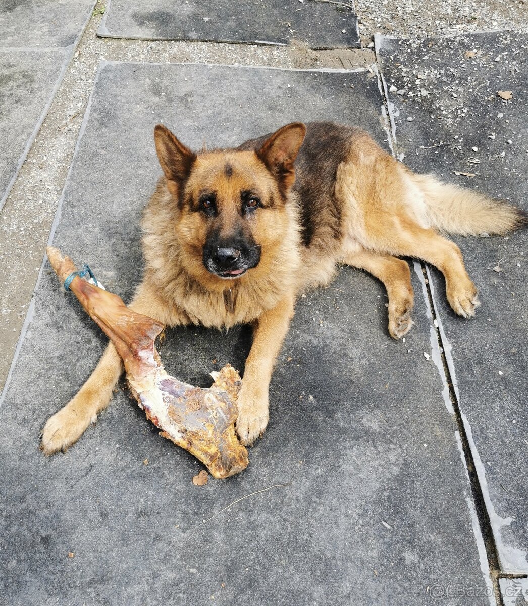 Německý ovčák sháním do adopce