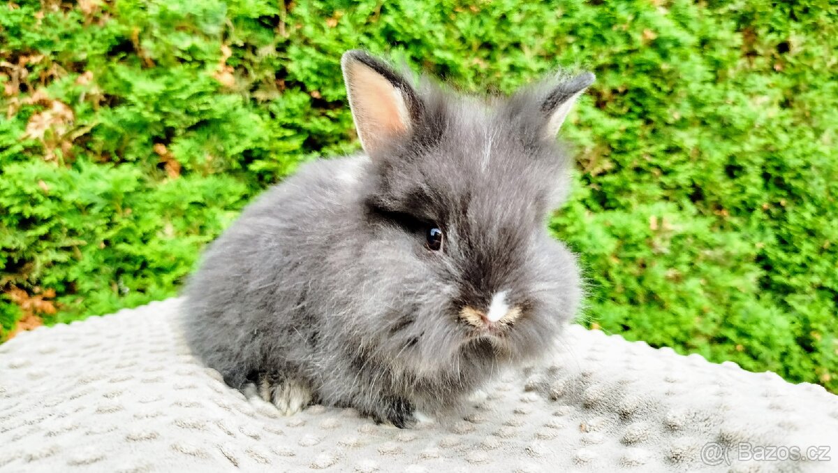 Zakrslý králík, králíček -(lvíček)-TOMMY