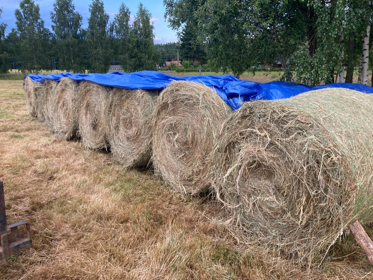 Prodám 30 kulatých balíků letošního sena