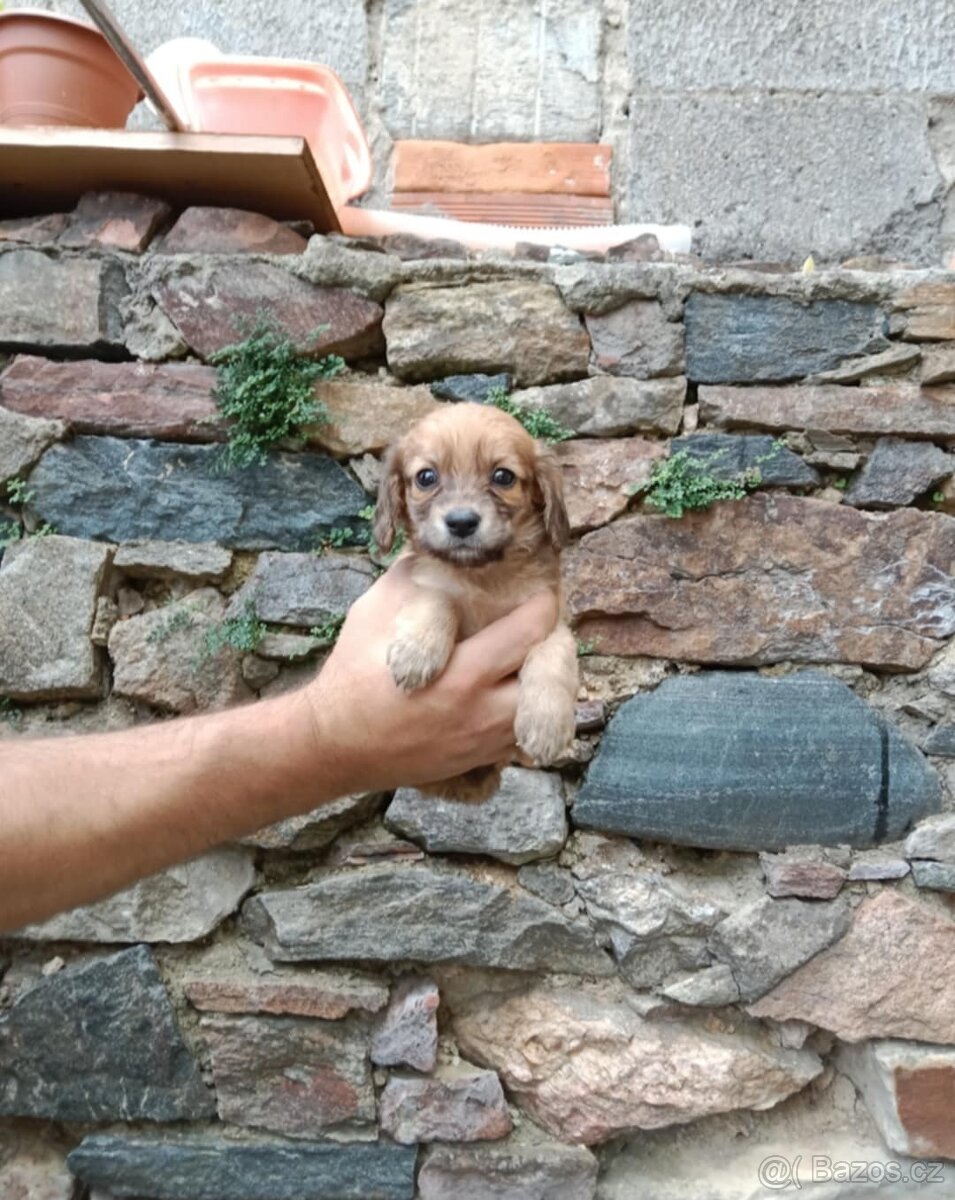 Štěňátka kříženci čivavy a jezevčíka ( chiweenie )