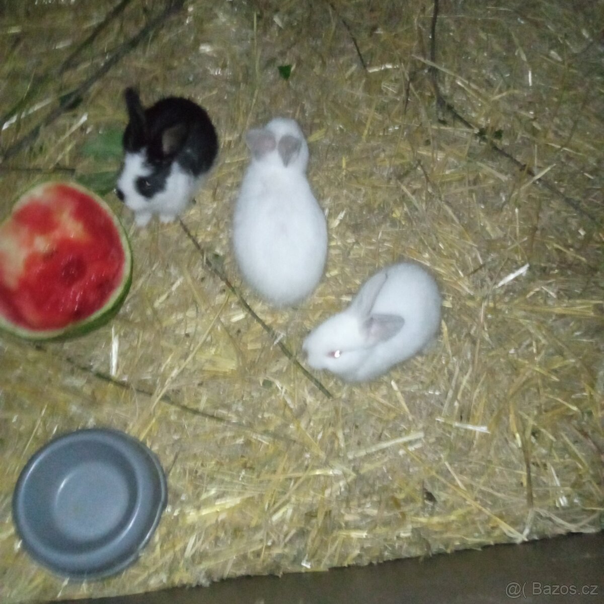 Zakrslý králík
