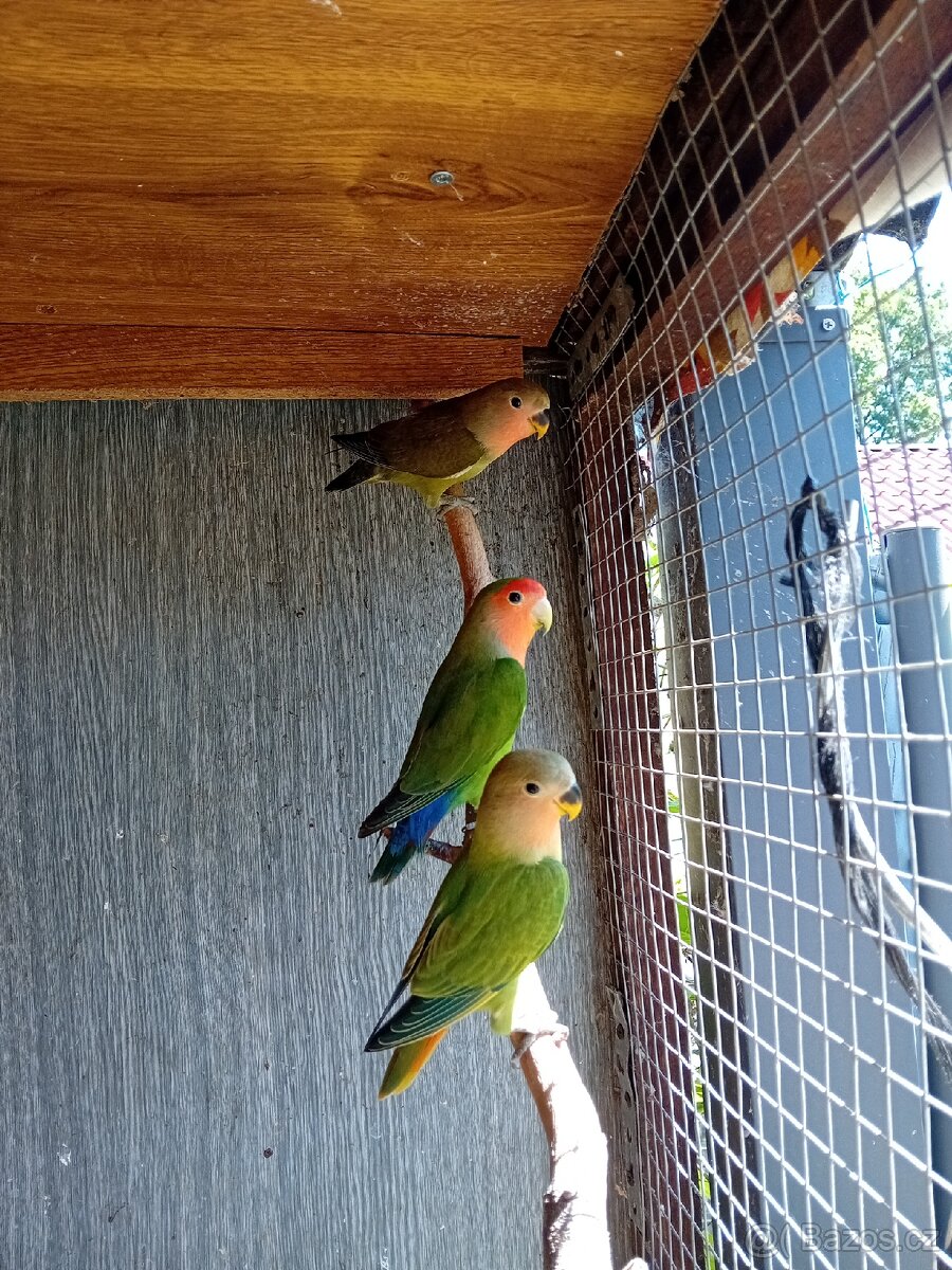 Agapornis