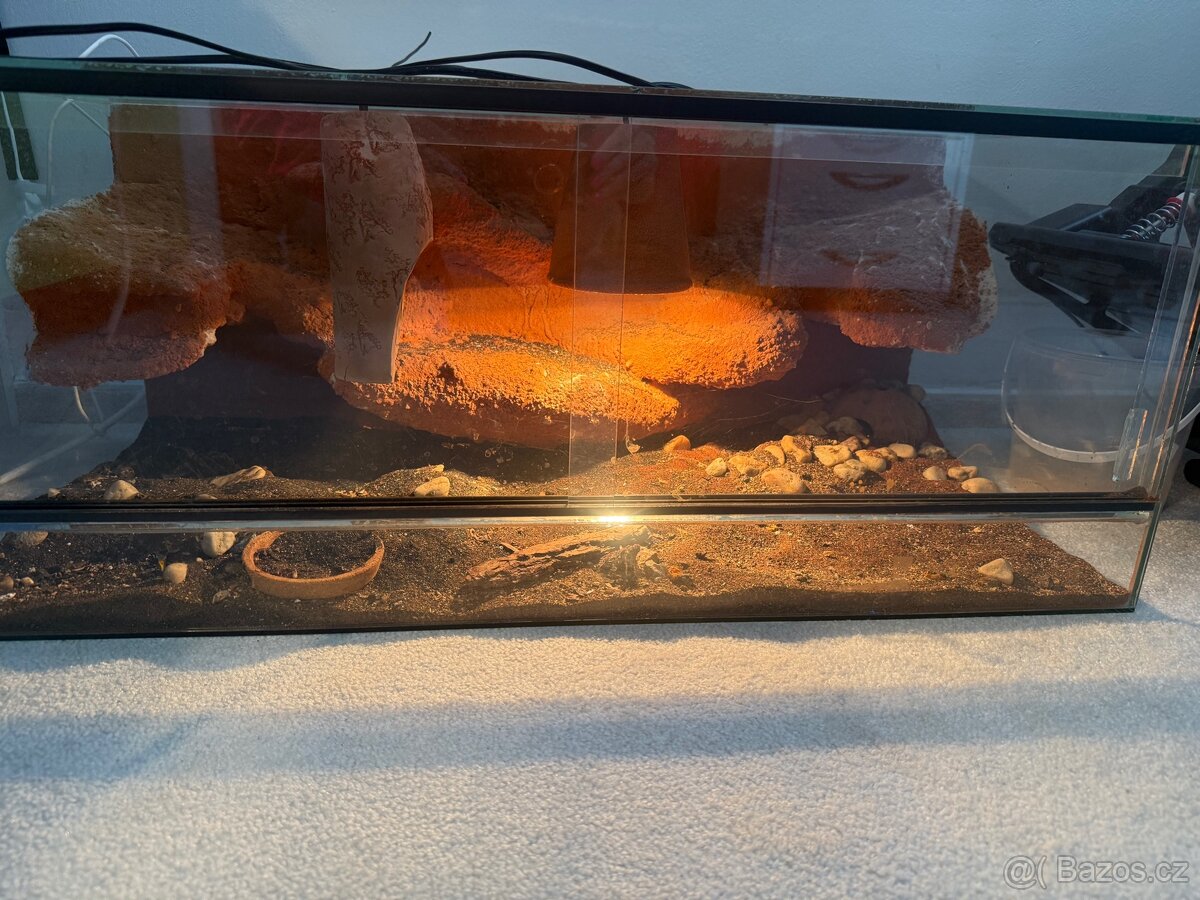 Terarium pro agamu