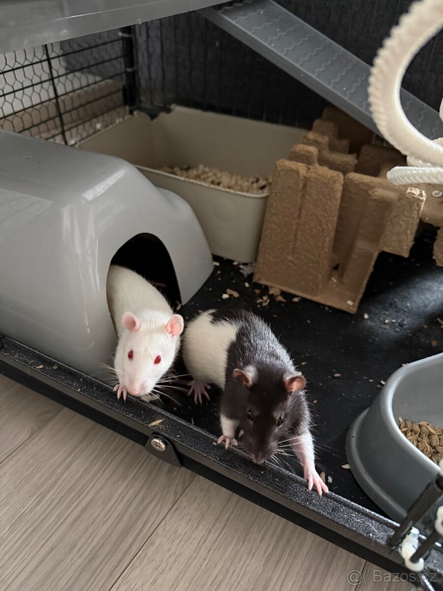 Laboratorní potkan a klec