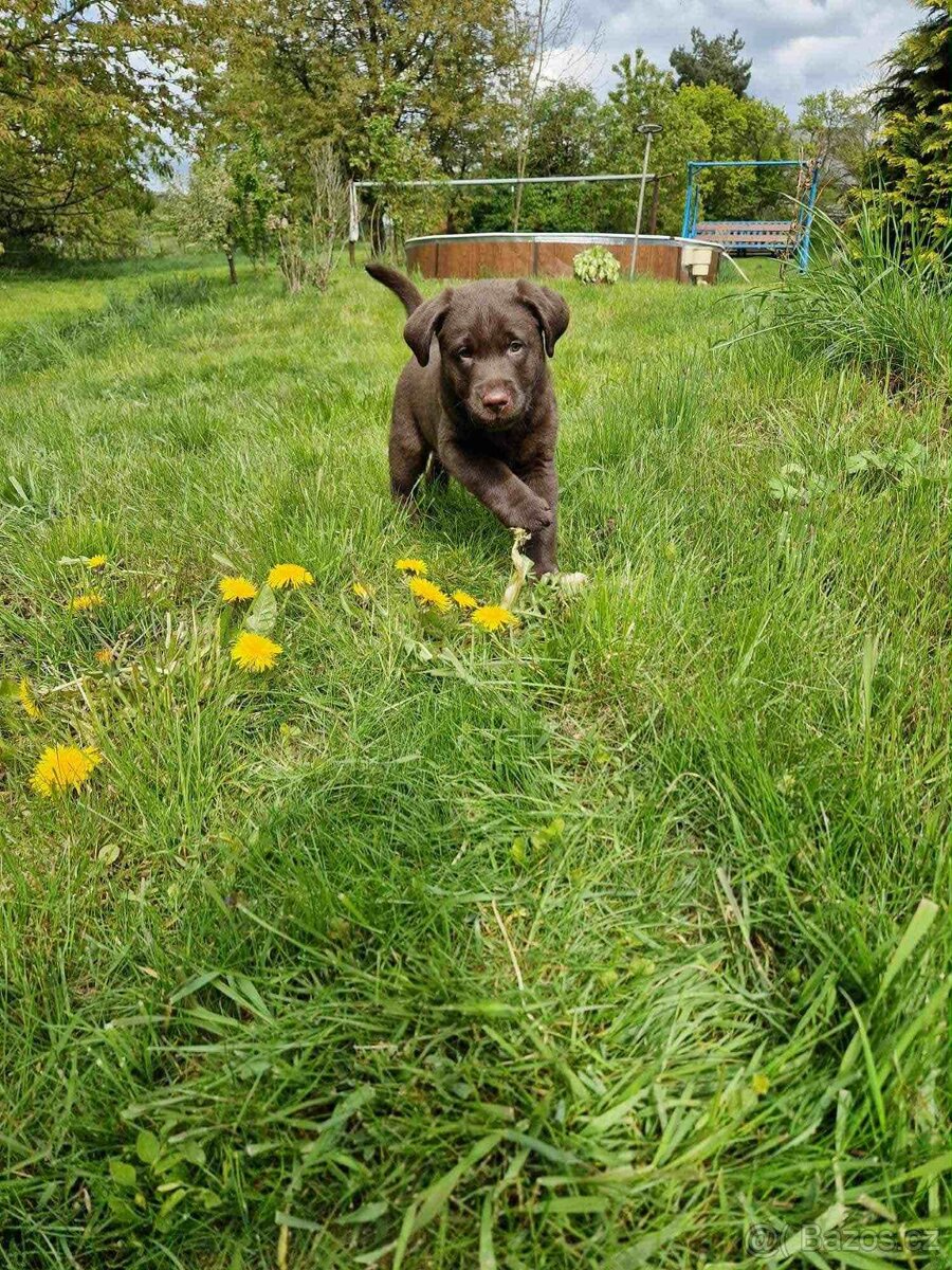 Štěňata labradora s PP
