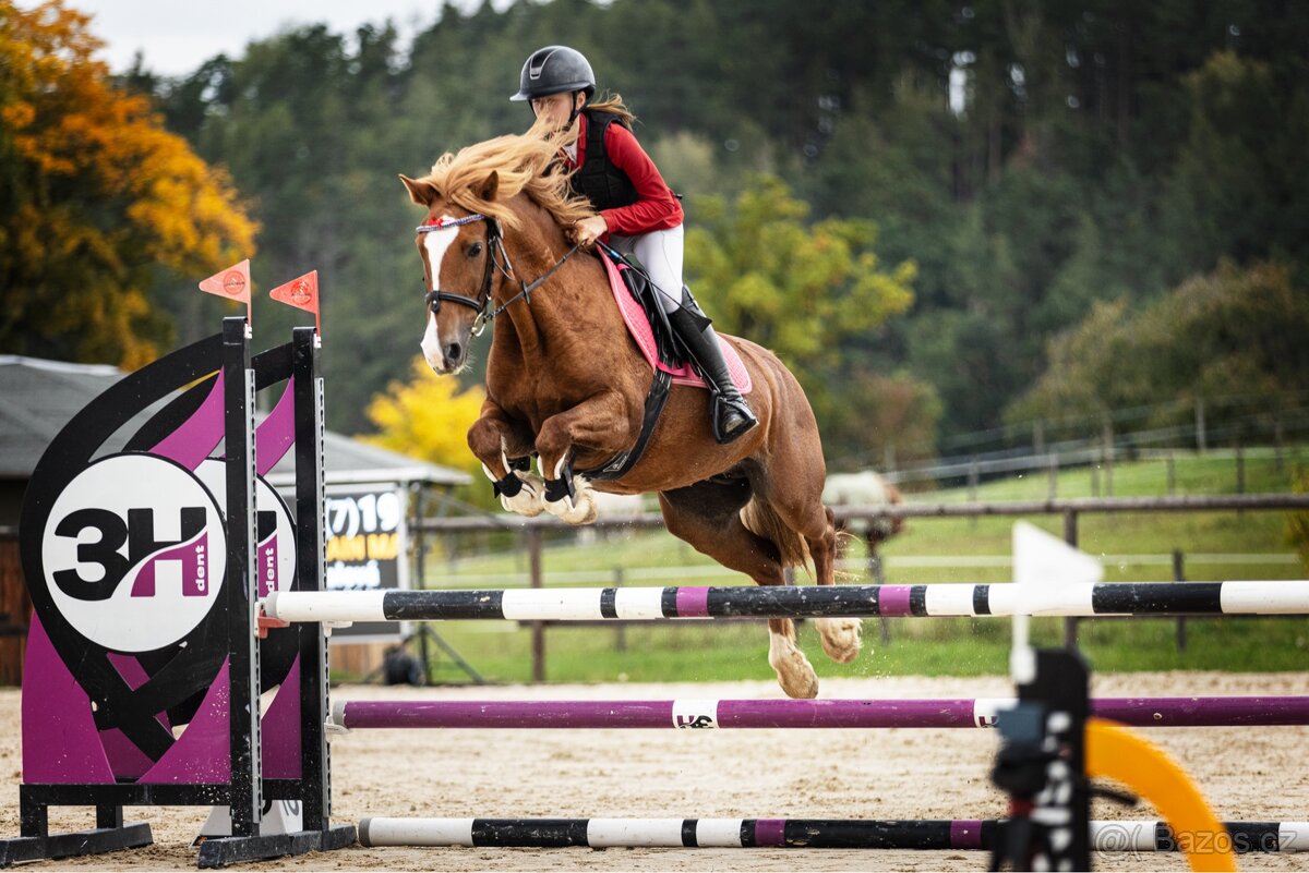 Pony kobyla