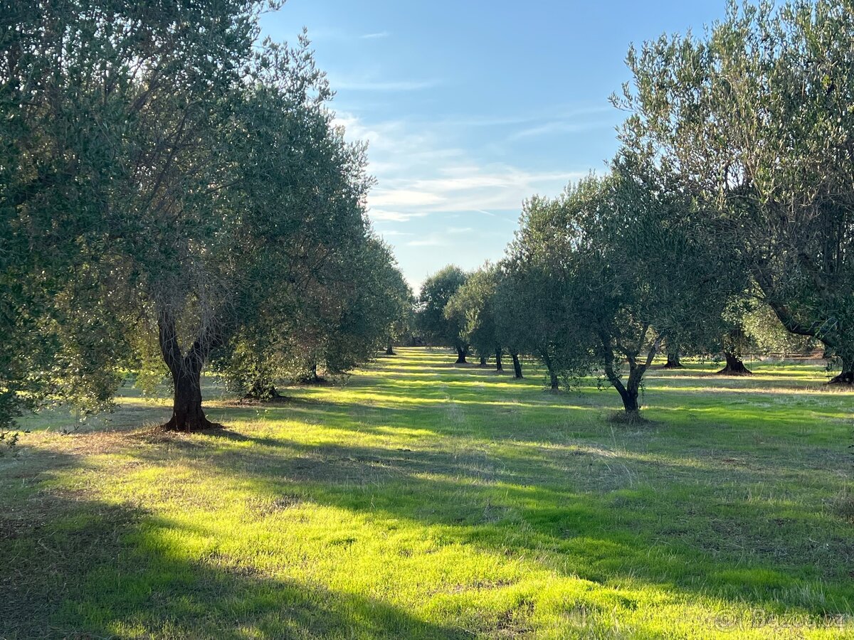 Olivový sad 9100m2 u moře