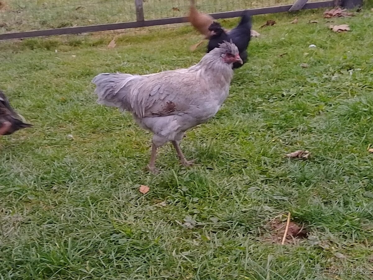 Araukana levandulová