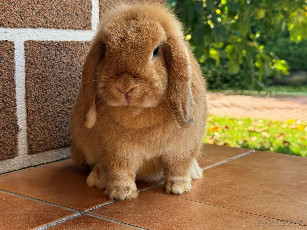 Minilop - zakrslý beránek