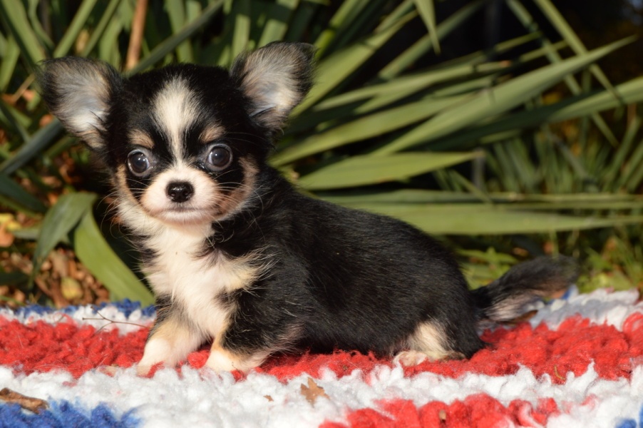 Čivava s PP - Fenka k odběru