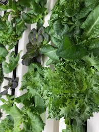 Vertikální hydroponie