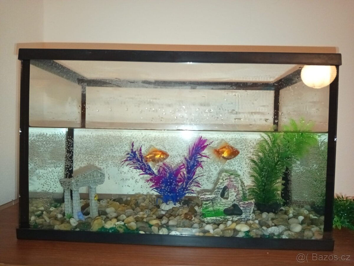 Akvárko s rybami