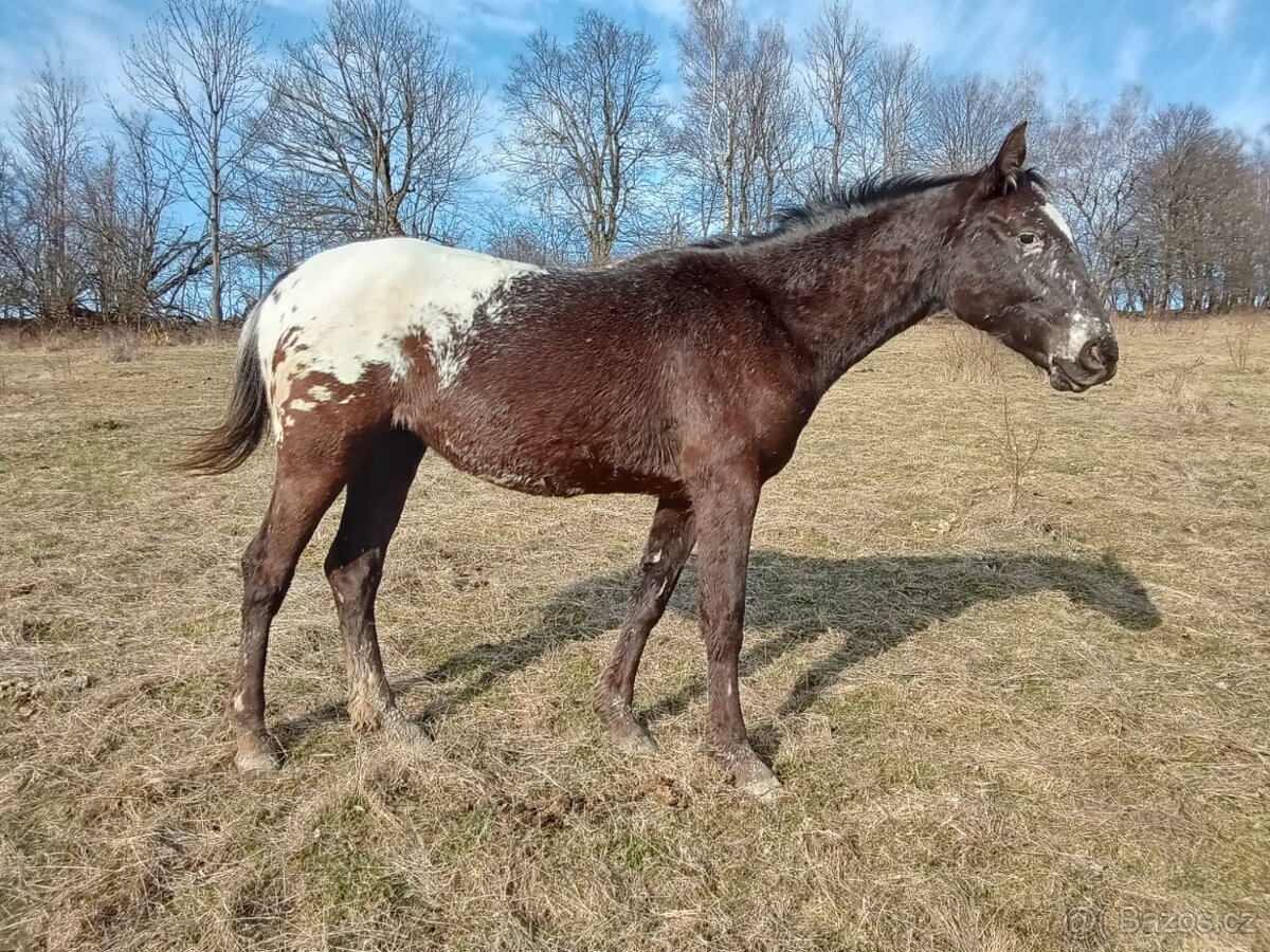 Klisna Appaloosa