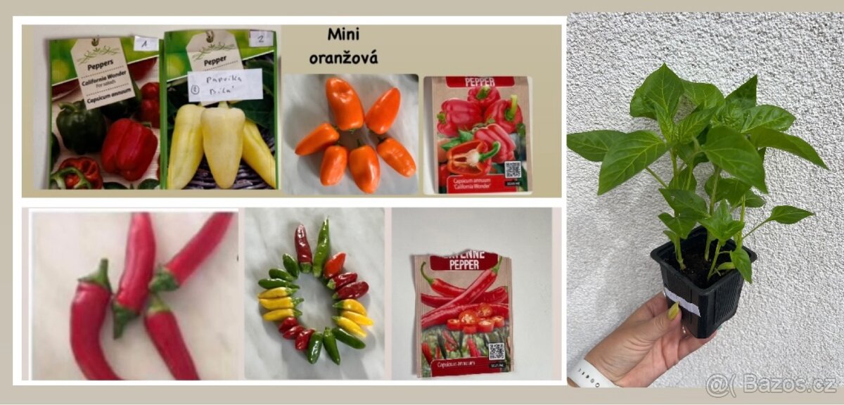 Sazenice papriky a chilli papričky