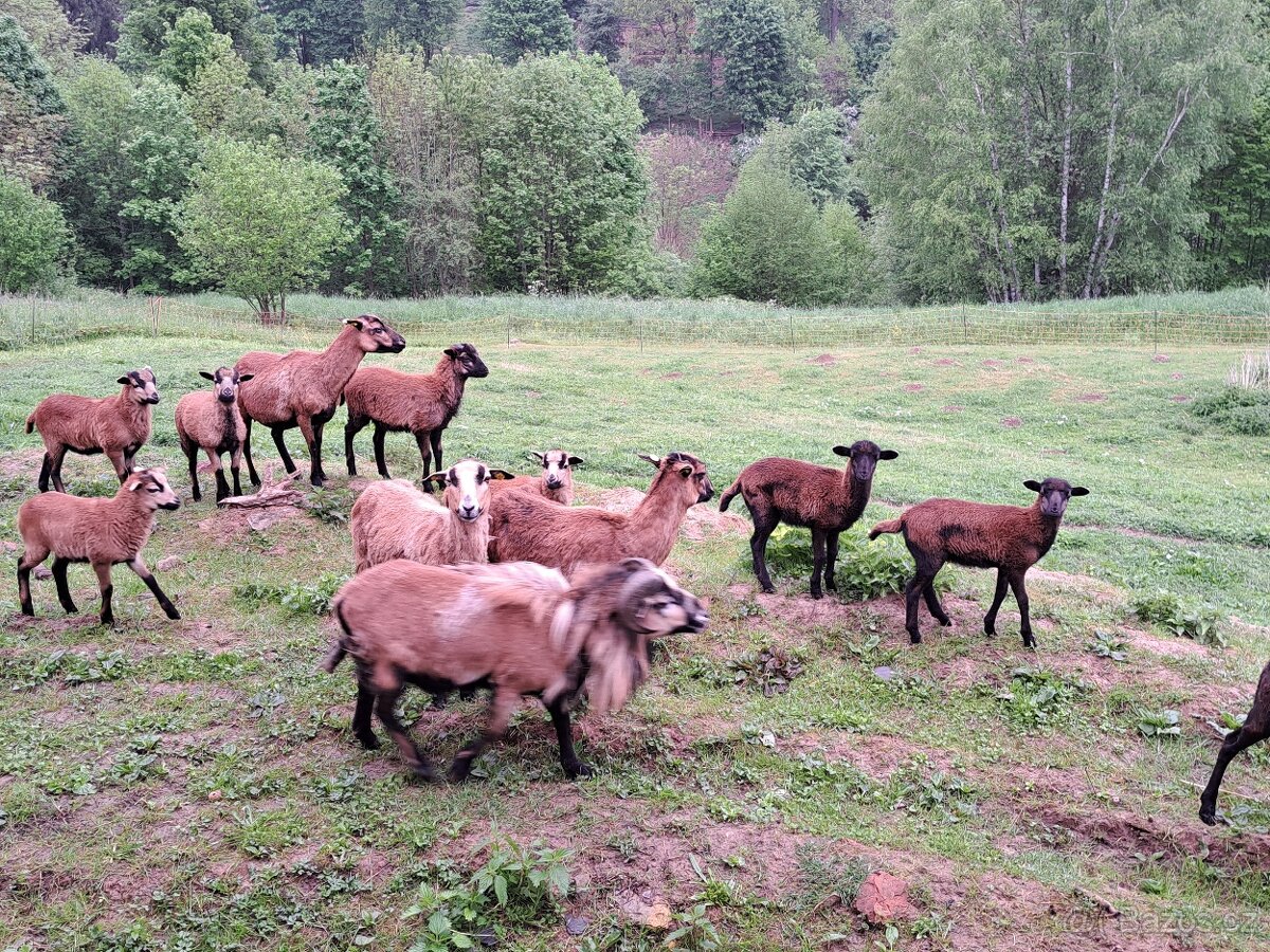 Kamarunská ovce/beran